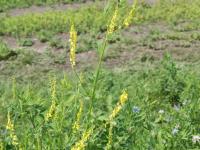 Mélilot jaune (Melilotus officinalis)_1