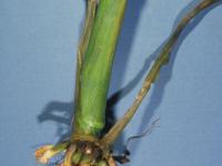 Maïs grain et fourrager - dicamba (4)_6