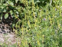 Mélilot jaune (Melilotus officinalis)_10