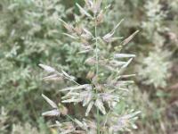 Éragrostide fétide (Eragrostis cilianensis)_5