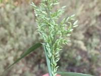 Éragrostide fétide (Eragrostis cilianensis)_7