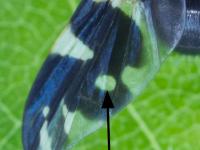 Trypète noire des cerises (Rhagoletis fausta)_6