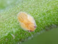 Psylle de la pomme de terre (Bactericera cockerelli)_9