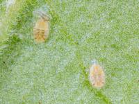 Psylle de la pomme de terre (Bactericera cockerelli)_12