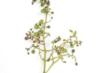 Vigne (raisin) - Virus de la tache annulaire de la tomate (ToRSV)_5