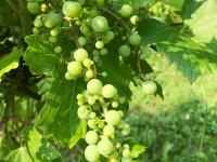 Vigne (raisin) - Virus de la tache annulaire de la tomate (ToRSV)_6
