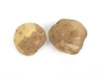 Pomme de terre - Gale commune (Streptomyces scabiei)