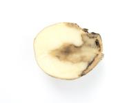 Pomme de terre - Pourriture molle bactérienne (Pectobacterium carotovorum)