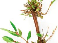 Camerise - glyphosate (9)_2