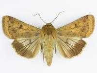 Ver de l'épi du mais (Helicoverpa zea)_1
