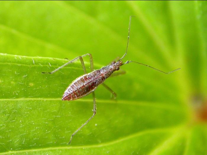 Nabicula nigrovittata nearctica_1