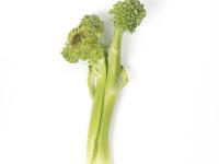 Brocoli - Tache noire alternarienne (Alternaria brassicicola)