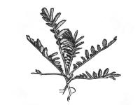 Identification_Rosette