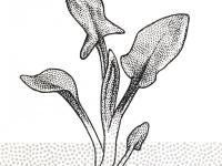 Identification_FeuilleAlterne