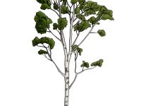 Identification_Arbre