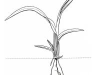 Identification_GraminéePlantule
