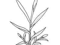 Identification_GraminéeVeg