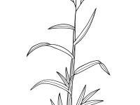identification_GraminéeInfl