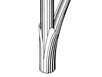 Identification_TigeJuncus