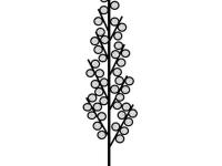 Identification_InflPanicule