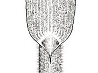Identification_TigePubescente