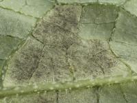 Concombre - Mildiou (Pseudoperonospora cubensis)