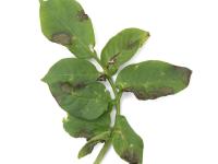 Pomme de terre - Mildiou (Phytophthora infestans)