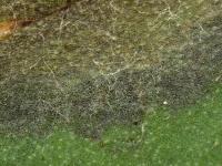 Pomme de terre - Mildiou (Phytophthora infestans)