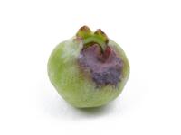 Bleuet en corymbe - Moisissure grise (Botrytis cinerea)