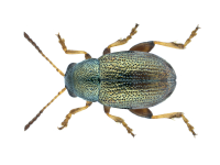 Chaetocnema hortensis_2