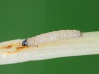 Chaetocnema hortensis_1