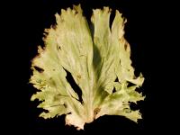 Laitues - Tache bactérienne (Pseudomonas viridiflava)_1