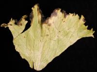 Laitues - Tache bactérienne (Pseudomonas viridiflava)_2