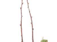 Amélanchier - Rouille (Gymnosporangium sp.)