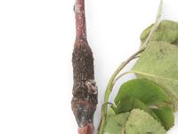 Amélanchier - Rouille (Gymnosporangium sp.)