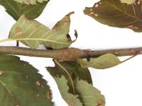 Amélanchier - Rouille (Gymnosporangium sp.)