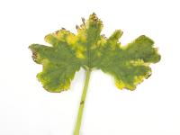 Courges - atrazine (5)_3