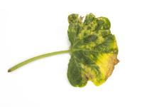 Courges - atrazine (5)_5