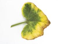 Courges - atrazine (5)_6