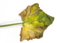 Courges - atrazine (5)_8