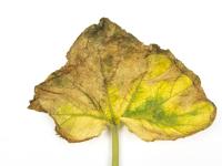 Courges - atrazine (5)_9