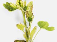Soya - glyphosate (9)_13