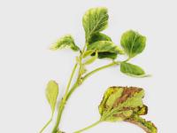 Soya - glyphosate (9)_14