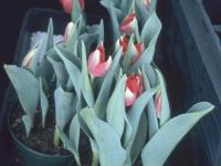 Tulipes - Vernalisation insuffisante_1