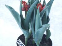 Tulipes - Vernalisation insuffisante_2