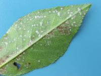 Cerise - Tache foliaire (Blumeriella jaapii)_3
