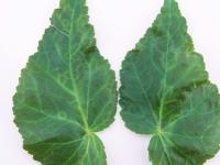 Begonias - Virus indéterminé_2