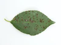 Cerise - Tache foliaire (Blumeriella jaapii)_5