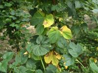 Houblon - Brûlure à halo (Diaporthe humulicola)_3