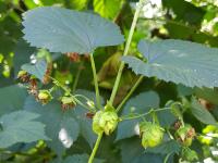 Houblon - Brûlure à halo (Diaporthe humulicola)_6
